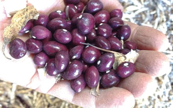 advantages-of-growing-pole-beans-instead-of-bush-beans